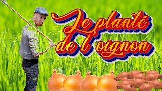 COMMENT PLANTER DES OIGNONS ET DES ÉCHALOTES