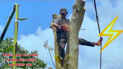A Hiền leo Cưa Cây xoài có đường dây điện dính sát thân cây