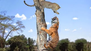 Leopard illusion Power! Leopard Fool Pays The Price With Their Life When Daring To Provoke The Tiger