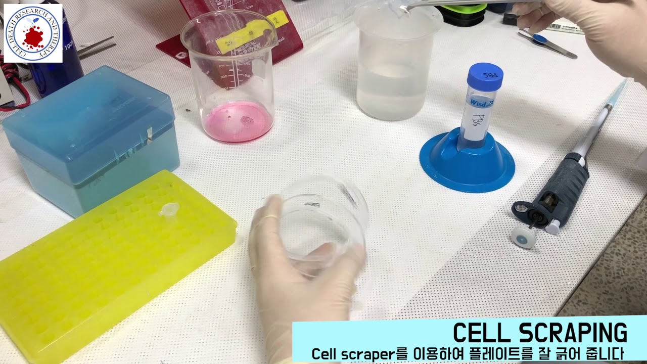 Cell scraping