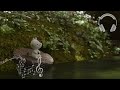森で流れる川の音と虫の音色が聞こえる環境音や自然音