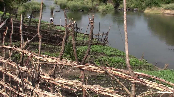 Agriculture Project Yei River South Sudan