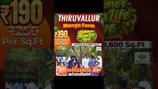 😱 ₹19 Lakhsலே Chennaiக்கு அருகே 22 Cents Mango Farm Land | Limited Plots Only | FREE EV Bike |