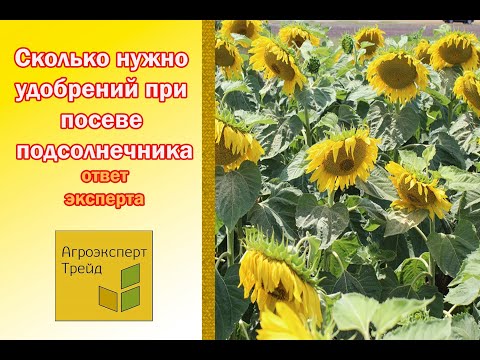 Видео: Требования к удобрению подсолнечника: необходимо ли удобрение подсолнечника