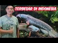 PERTAMA DI INDONESIA - CHANNA BARCA GENDONG TELUR