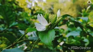 Dhono Dhanno Pushpe Bhora-Eshraaj tune