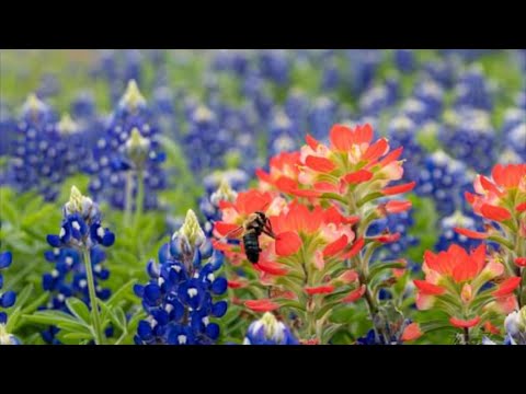 Video: Bluebonnet là loại thực vật nào?