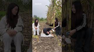 Harvesting corn stalks on a high-standard assembly line not only created two new jobs,