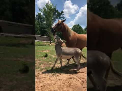 funny-video-of-miniature-donkey-leading-horse