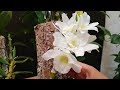 Orquídea Dendrobium nobile: Así es su ciclo anual!