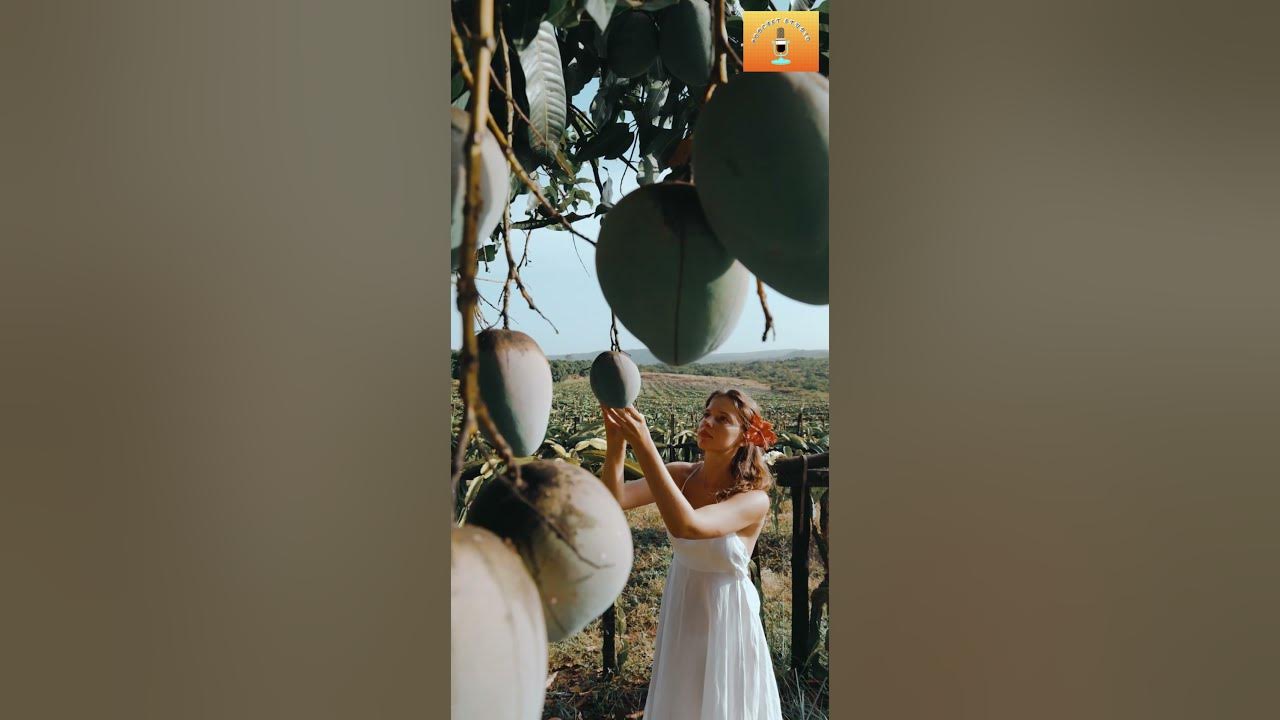 Do You Know India Is The Largest Mango Producer In The World YouTube do-you-know-india-is-the-largest-mango-producer-in-the-world-youtube