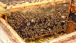 วิธีเก็บน้ำผึ้งด้วยผึ้งนับล้านตัว ฟาร์มเลี้ยงผึ้งที่น่าทึ่งในเกาหลี