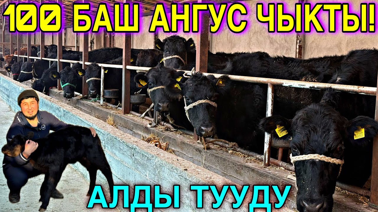 АБЕРДИН АНГУС УЙЛАР КУНАЖЫНДАР БУКАЛАР ЧЫКТЫ 💪🏻 #байтв 