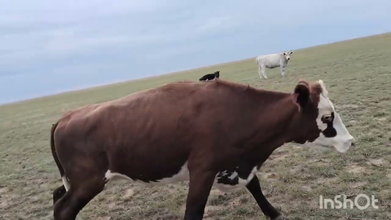 Коровы,Лошади, Бычки.