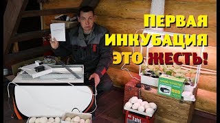 ПЕРВАЯ ИНКУБАЦИЯ - ЭТО ЖЕСТЬ , иначе не скажешь!