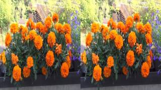 Beautiful Flowers in 3D SBS VR Glasses Amazing Effects Demo