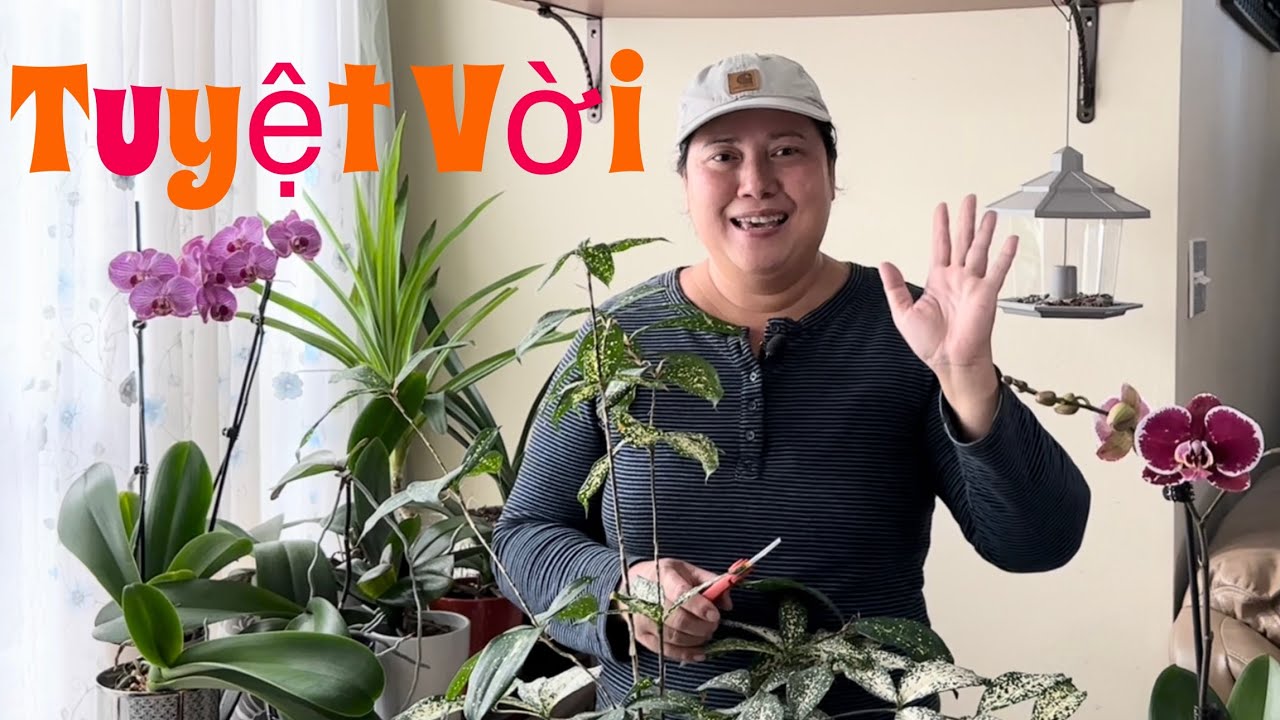 Trồng cây cảnh trong nhà có lợi có hại ra sao Some indoor plants give