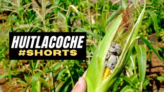 WHAT IS HUITLACOCHE? | #SHORTS