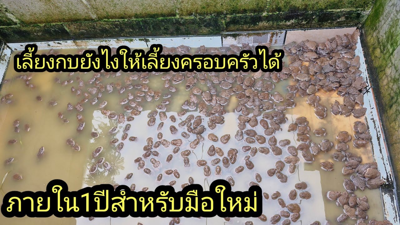 วิธีเลี้ยงกบ#เลี้ยงกบให้เป็นอาซีพ