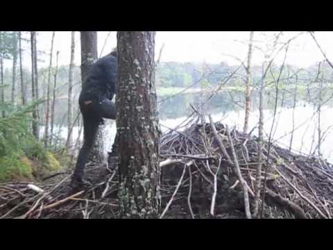 Tracking Beaver