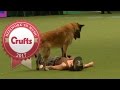 Heelwork To Music - International Freestyle Competition Part 1/3 | Crufts 2017