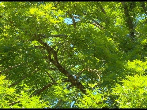 Vidéo: Herbes Diurétiques Pour L'œdème