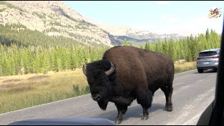 Yellowstone National Park Visit & an Archery Elk Hunt in Utah