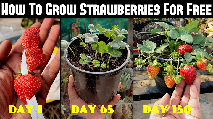 How To Grow Strawberries From Seed | SEED TO HARVEST - DayDayNews
