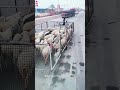 Mobile Fence Hack:How Professionals Move Sheep! #animals