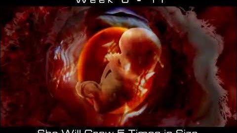 Baby Life Cycle In The Womb - Life Before Birth