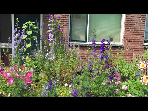 Ridderspoor winterhard - hoe zaaien, kweken, verzorgen en zaden oogsten in je eigen tuin