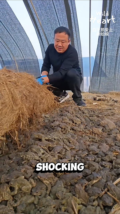 Toad Farming in China