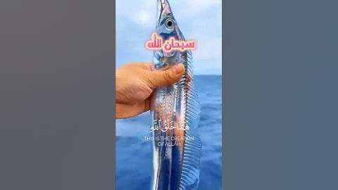 هذا خلق الله|سورة لقمان~الآية11~القارئ #اسلام_صبحي ~🎧🤍 #تلاوة_خاشعة #karim_quran_1 #quran