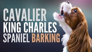 Cavalier King Charles Spaniel Barking. This Is How The Cavalier King Charles Spaniel Bark