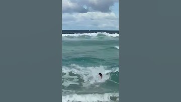 Thumbnail of caught a wave onto the beach 🌊 #fyp #surf #trending #subscribe #shorts #travel #trend #follow #ocean
