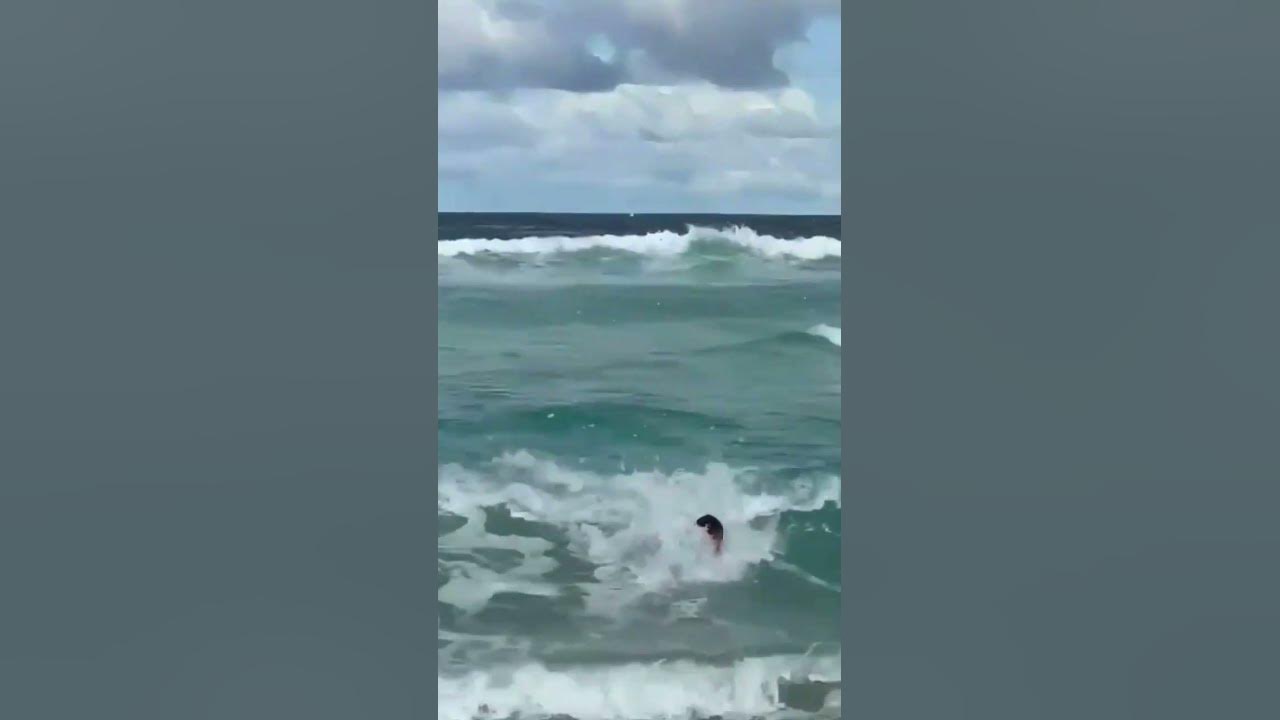 caught a wave onto the beach 🌊 #fyp #surf #trending #subscribe #shorts #travel #trend #follow #ocean