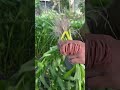 Waktunya panen lagi🌞🌱#farming#forageharvest#homegarden#gardening#harvesttime#fyp