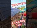 Legend Dog Catcher #dog #legend #streetdogrevival #shorts #ytviral #catch