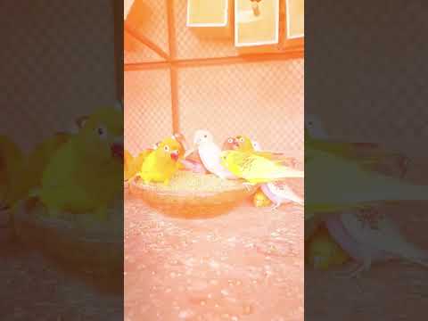beautiful video of my birds @ranaittips3211