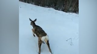 В Ростовской области из полыньи спасли животное В Ростовской области из полыньи спасли животное