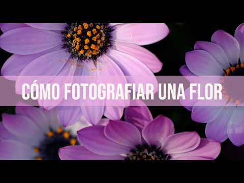 Vídeo: Fotografiar flors: una guia ràpida per a la fotografia de flors al jardí