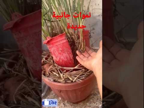 للمبتدئين في الزراعة المنزلية ها هو نبات سعد المظلي نبات قوي ومقاوم محب للماء بكثرة