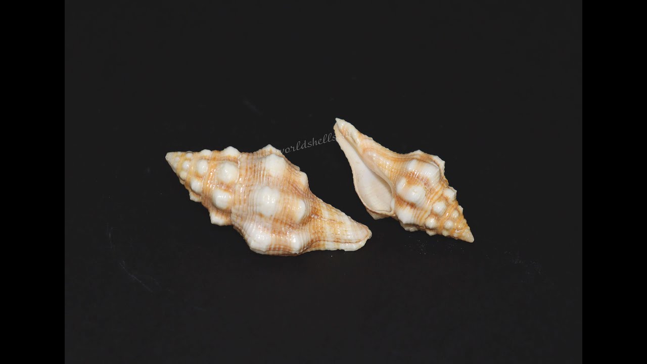 Морская ракушка Латирус полигонус (Latirus polygonus)