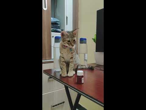 Shizuka Cat throwing things off table | The Lazy Song | Bruno Mars