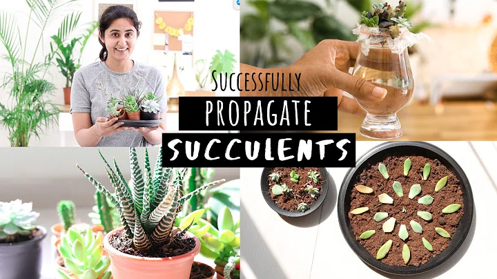 How to Successfully Propagate Succulents | Garden Up - DayDayNews