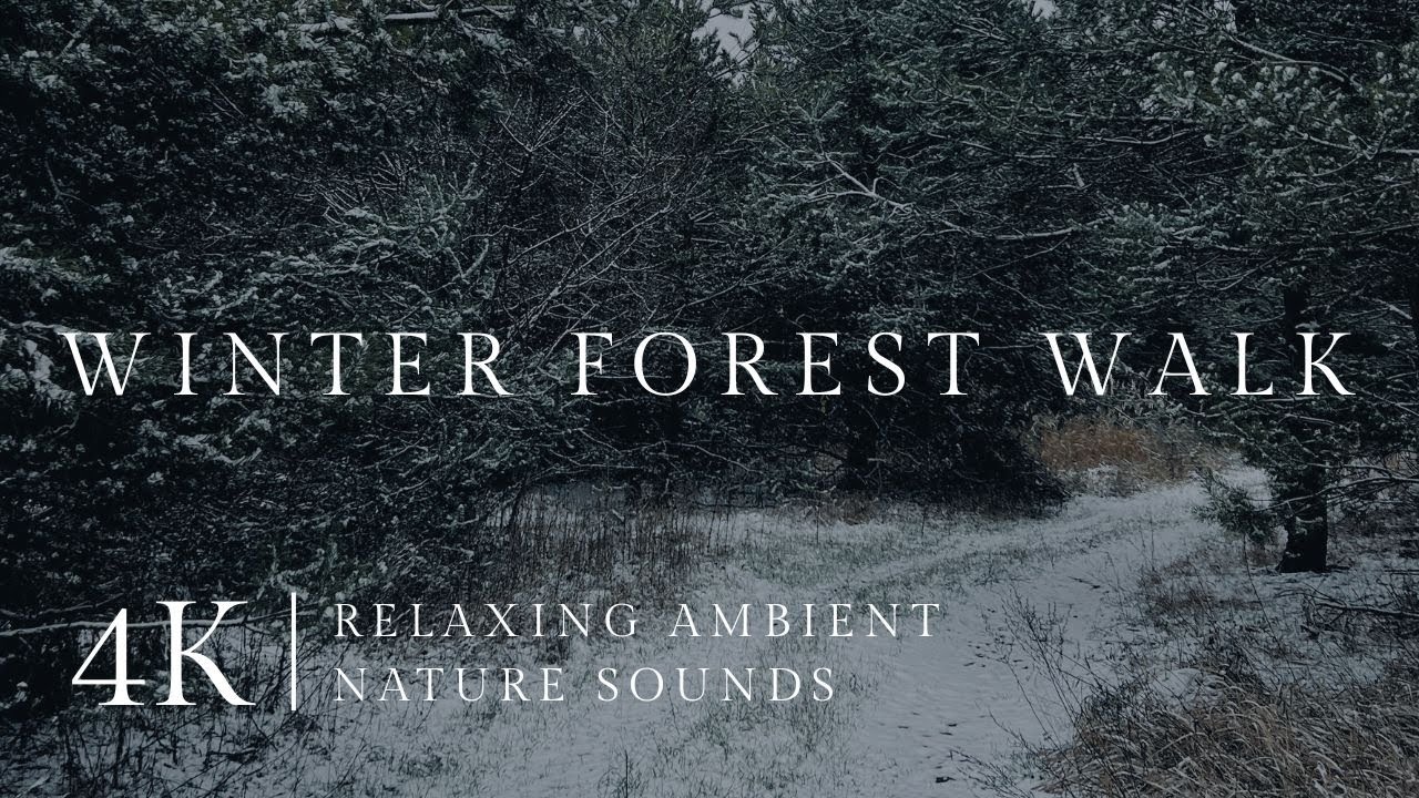 Winter Forest Walk | Snowy Pine Forest Sounds & Footsteps
