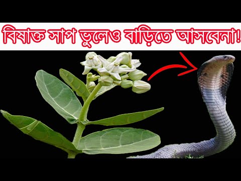 ভিডিও: কীভাবে আপনার বাচ্চাকে বিষাক্ত উদ্যান গাছ থেকে রক্ষা করবেন