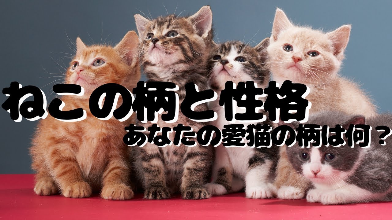 猫の柄・模様はどんな種類がある？ - YouTube