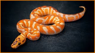 Secret Ball Python Combos Unveiled! | March Tinley Reveal
