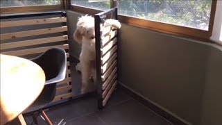 Intelligent Open The Cage And Then Close It So Nobody Will Notice He's Gone